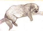  2015 female feral mammal marten mustelid oddwilds outside sketch solo 