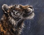  2015 ambiguous_gender black_fur black_stripes eyes_closed feline fur headshot_portrait kenket mammal orange_fur portrait raining realistic solo striped_body tiger water white_fur 