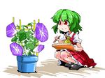  ascot c: flower green_hair jpeg_artifacts kazami_yuuka morning_glory plaid plaid_skirt plaid_vest red_eyes shinapuu short_hair sketching skirt skirt_set smile solo squatting touhou vest 