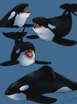  binturongboy blue_background cetacean collage eyes_closed feral lying male mammal marine on_front open_mouth orca sharp_teeth simple_background teeth tongue whale 
