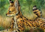  feline female feral lying mammal raised_tail serval short_tail silentravyn traditional_media_(artwork) watercolor_(artwork) 