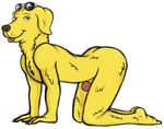  all_fours amigodan bojack_horseman butt canine dog eyewear fur glasses labrador looking_at_viewer male mammal mr._peanutbutter nude penis penis_tip simple_background smile solo tongue tongue_out white_background yellow_fur 