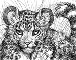  cheetah feline mammal monochrome simoon 