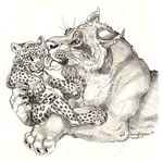  cheetah cub feline mammal simoon young 
