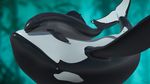  2015 3d ambiguous_gender animal_genitalia anus cetacean dolphin duo feral genital_slit larger_male male mammal marine orca partially_submerged size_difference slit tasuric underwater water whale 