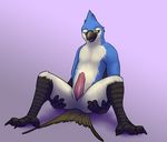  animal_genitalia avian beak bird blue_jay erection feathers genital_slit holding_legs inviting koba looking_away male naughty_face nude open_mouth penis sitting slit solo tail_feathers talons tapering_penis 
