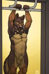  anthro balls canine dog fully_sheathed fur german_shepherd looking_at_viewer male mammal muscles nude paws pecs sheath solo tsaiwolf 