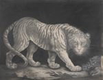  absurd_res ambiguous_gender digitigrade duo elizabeth_pringle feline feral fur greyscale hi_res license_info looking_at_viewer mammal monochrome plant public_domain quadruped solo_focus striped_fur stripes tiger traditional_media_(artwork) whiskers 