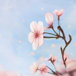  alu.m_(alpcmas) blue_sky day falling_petals flower no_humans original outdoors petals pink_flower sky 