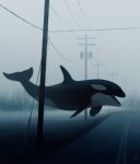 2020 ambiguous_gender aquatic atmospheric blurred_background cetacean cloud cloudy_sky dappermouth day detailed_background dolphin electrical_transformer feral film_grain floating flying_whale fog grey_sky grey_theme guy-wire hazy_sky hi_res mammal morning multicolored_body muted_colors oceanic_dolphin orca outside power_lines road sharp_teeth sky solo street surrealism teeth toothed_whale two_tone_body utility_pole whale