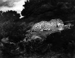  ambiguous_gender antoine-louis_barye bite feline feral fur greyscale leopard license_info lying mammal monochrome on_front paws public_domain quadruped solo spots spotted_fur traditional_media_(artwork) watercolor_(artwork) 