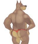  butt canine clothing colored doberman dog horrorbuns looking_at_viewer male mammal simple_background solo thong white_background 
