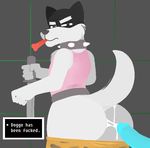  animated anthro big_butt butt clothing collar cum cum_in_ass cum_inside derp dialogue disembodied_penis dog_treat doggo english_text frown fur looking_at_viewer looking_back male male/male melee_weapon open_mouth penis pkaocko solo_focus speech_bubble spiked_collar sword text undertale weapon white_fur 