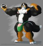  anthro bulge canine clothing flaccid flexing humanoid_penis jockstrap looking_at_viewer male mammal muscular muscular_male pecs penis siriusdog solo standing underwear vein 