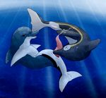  2015 cetacean cum dolphin duo erection fellatio female feral male male/female mammal marine oral penis pussy ryloo sex slit underwater water 