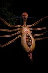  arachnid arthropod invalid_tag nightmare_fuel spam spider tagme 