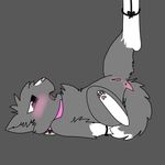  2015 anus bdsm blush bound cat collar cute deofol feline female feral forced fur grey_fur hindpaw lying mammal on_back open_mouth pawpads paws pernicious purple_eyes pussy simple_background solo spread_legs spreading young 