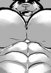  abs big_muscles feline ginga jaguar male mammal monochrome muscular pecs ripped-saurian sketch solo tongue 