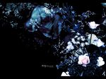  blue_rose copyright_request dark engrish flower highres hiiragi_ryou no_humans plant ranguage rose wallpaper 