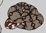 anaconda boa_(snake) boinae brown_body brown_eyes brown_scales coiling female feral folvondusque grey_background multicolored_body multicolored_scales pregnant reptile scales scalie simple_background snake solo tan_body tan_scales two_tone_body two_tone_scales