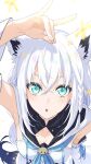  1girl :o animal_ear_fluff animal_ears aqua_eyes arm_above_head armpits blue_neckerchief blush braid breasts commentary crossed_bangs detached_sleeves dot_nose extra_ears eyebrows_hidden_by_hair flower fox_ears fox_girl fox_shadow_puppet fox_tail from_above front_slit hair_between_eyes highres hololive hood hood_down hooded_vest hoodie long_hair looking_at_viewer loose_hair_strand medium_breasts neckerchief open_mouth pentagram petals shirakami_fubuki shirakami_fubuki_(1st_costume) side_braid sidelocks simple_background solo strapless tail un1rock upper_body v-shaped_eyebrows vest virtual_youtuber white_background white_hair white_sleeves wide_sleeves yellow_flower 