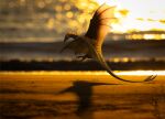 absurd_res akulatraxas ambiguous_gender beach blurred_background depth_of_field dragon feral flying frill_(anatomy) green_body hi_res horn long_neck long_tail membrane_(anatomy) membranous_frill membranous_wings mixed_media mythological_creature mythological_scalie mythology photo_background photography_(artwork) rivalmit sand scalie shaded shadow snout solo spread_wings sunset tail wings