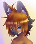  blue_eyes canine fox male mammal solo ラテ 