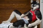  canine clothing dog edit husky male mammal photo_manipulation photomorph raised_shirt reclining shirt sitting solo source_request tank_top underwear unknown_artist 