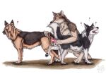 anal anal_penetration animal_genitalia animal_penis anthro anthro_on_feral balls bestiality black_body black_fur black_pawpads border_collie brown_body brown_fur canid canine canine_genitalia canine_penis canis cheek_tuft collie crouching domestic_dog erection eyes_closed facial_tuft feral feral_on_feral feral_penetrated feral_penetrating feral_penetrating_feral fur genitals german_shepherd group herding_dog knot kola_(artist) leg_tuft looking_pleasured male male/male male_penetrated male_penetrating male_penetrating_male mammal mutual_penetration neck_tuft nude open_mouth orange_balls orange_body orange_eyes orange_fur pastoral_dog pawpads penetration penile penile_penetration penis penis_in_ass red_penis sex sheepdog side_view simple_background tan_body tan_fur trio tuft white_background white_balls white_body white_fur wolf