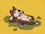 2d_animation animal_genitalia animal_penis animated animation_error anthro armpit_hair balls black_nose body_hair brown_body brown_fur canid canine canine_genitalia canine_penis canis cheek_tuft collar collar_only commissioner_name countershading dark_nipples domestic_dog eyes_closed facial_tuft flower folded_ears frame_by_frame fur genital_piercing genitals gold_(metal) gold_tooth grass lying lying_on_grass lying_on_ground male mammal navel nipples nude on_back on_ground open_mouth pecs penis penis_piercing penis_tip piercing plant ring_piercing rock sharp_teeth sheath simple_background slightly_chubby solo stretching teeth text tuft vickydanne white_body white_fur yawn