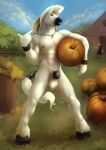 animal_genitalia anthro balls black_penis blue_sky canid canine clothing cloud dakota_orion duo equid equine food front_view fruit full-length_portrait fur genitals glistening glistening_eyes hair hat headgear headwear hi_res horse looking_at_viewer male male_anthro mammal mohawk muscular muscular_anthro muscular_male nude orange_body orange_fur outside penis plant portrait pumpkin satanic_monkey sheath shrub sky solo_focus standing tail tail_wraps tan_hat tan_headwear white_balls white_body white_fur white_hair white_sheath white_tail wraps
