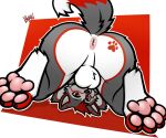 anthro anus balls canid canine canis domestic_dog genitals hi_res husky looking_at_viewer looking_back looking_back_at_viewer looking_through looking_through_legs low-angle_view male mammal niccoon nordic_sled_dog pawpads presenting raised_tail solo spitz tail