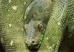  animal animal_focus colored_pencil_(medium) commentary_request highres no_humans ohp95kg original photorealistic python realistic snake traditional_media 