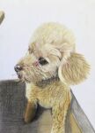  animal animal_focus colored_pencil colored_pencil_(medium) commentary_request dog highres no_humans ohp95kg original pencil photorealistic poodle realistic traditional_media 