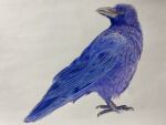  absurdres animal animal_focus aotuking bird blue_bird colored_pencil_(medium) commentary_request crow highres no_humans original photorealistic realistic traditional_media white_background 