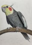  absurdres animal animal_focus bird branch colored_pencil_(medium) commentary_request highres no_humans ohp95kg original parrot photorealistic realistic traditional_media white_background 