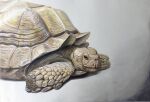  animal animal_focus colored_pencil_(medium) commentary_request highres no_humans ohp95kg original photorealistic realistic tortoise traditional_media turtle 
