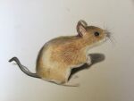  absurdres animal animal_focus colored_pencil_(medium) commentary_request highres mouse_(animal) no_humans ohp95kg original photorealistic realistic traditional_media 