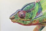  animal animal_focus chameleon colored_pencil_(medium) commentary_request highres no_humans ohp95kg original photorealistic realistic traditional_media white_background 
