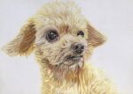  animal animal_focus colored_pencil colored_pencil_(medium) commentary_request dog highres no_humans ohp95kg original pencil photorealistic poodle realistic simple_background traditional_media white_background 