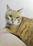  absurdres animal animal_focus cat colored_pencil_(medium) commentary_request highres looking_at_viewer no_humans ohp95kg orange_cat original photorealistic realistic traditional_media white_background 