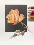  art_tools_in_frame colored_pencil colored_pencil_(medium) commentary_request flower flower_focus highres leaf no_humans orange_flower orange_rose original pencil rose shin_iroenpitsu thorns traditional_media 