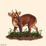  2023 alexpahomov antlers black_nose brown_body brown_eyes brown_fur brown_markings cervine deer eating_plant feral fur horn mammal markings mud muntjac plant quadruped short_fur short_tail simple_background solo stick tail white_background white_body white_fur yellow_head 