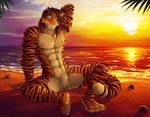  abs ango76 anthro balls beach biceps blue_eyes brown_fur brown_hair chest_tuft feline fur hair looking_at_viewer male mammal muscular night_(dream_and_nightmare) nipples nude outside pecs pink_nose pose sea seaside sheath sitting smile solo spread_legs spreading stripes sunset tiger tuft water white_fur 