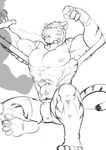  4_toes abs anthro barefoot biceps big_muscles bulge clothed clothing duo feline fight fingerless_gloves fur gloves half-dressed hindpaw husky_(artist) male mammal muscular navel nipples paws pecs punch saliva shorts silhouette solo solo_focus stripes tiger toes topless vein 