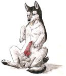  anatomically_correct animal_genitalia anus balls blue_eyes canine canine_penis dog erection feral ginga_densetsu_weed hindpaw kisaragi knot male mammal marjani open_mouth paws penis simple_background sitting solo tongue tongue_out white_background 