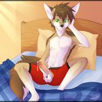  balls bed bed_sheet boxers_(clothing) brown_fur brown_hair canine clothing coyote cum cum_drip cum_on_stomach dripping erection fur green_eyes grin hair humanoid_penis male mammal multicolored_fur nipples penis pillow sioteru solo tan_fur underwear white_fur 