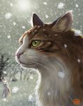  cat cat_focus face green_eyes matataku no_humans original portrait realistic signature snowflakes snowing solo_focus surprised_cat_(matataku) whiskers winter 