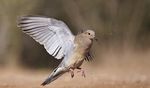  avian bird dove flying photo real solo tagme wings 