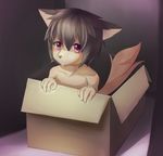  canine cardboard_box dog hi_res looking_at_viewer male mammal purple_eyes simple_background solo young 傻の东西 